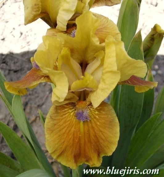 Photo of Standard Dwarf Bearded Iris (Iris 'California Boy') uploaded by Calif_Sue