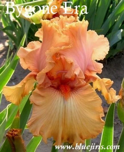 Photo of Tall Bearded Iris (Iris 'Bygone Era') uploaded by Calif_Sue