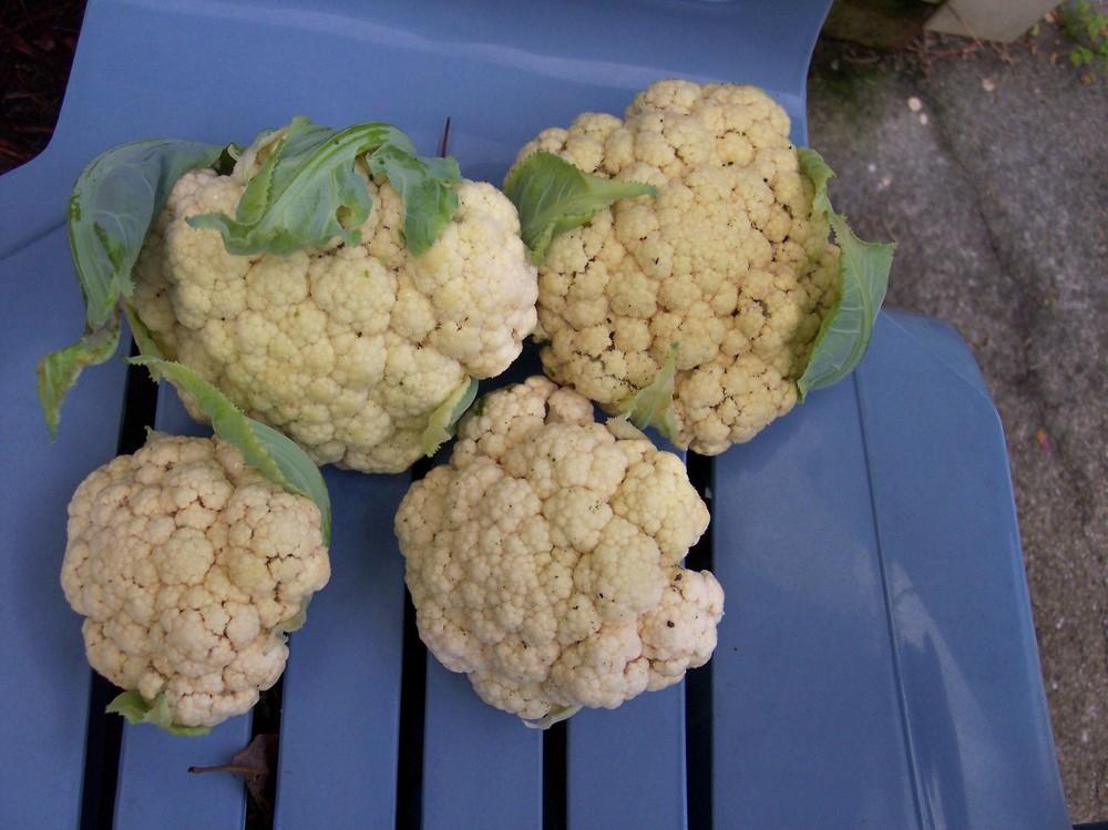 Photo of Cauliflower (Brassica oleracea var. botrytis 'Snow Crown') uploaded by farmerdill