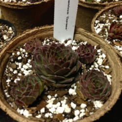 
Date: 2013-02-14
Newly arrived plants from SMG