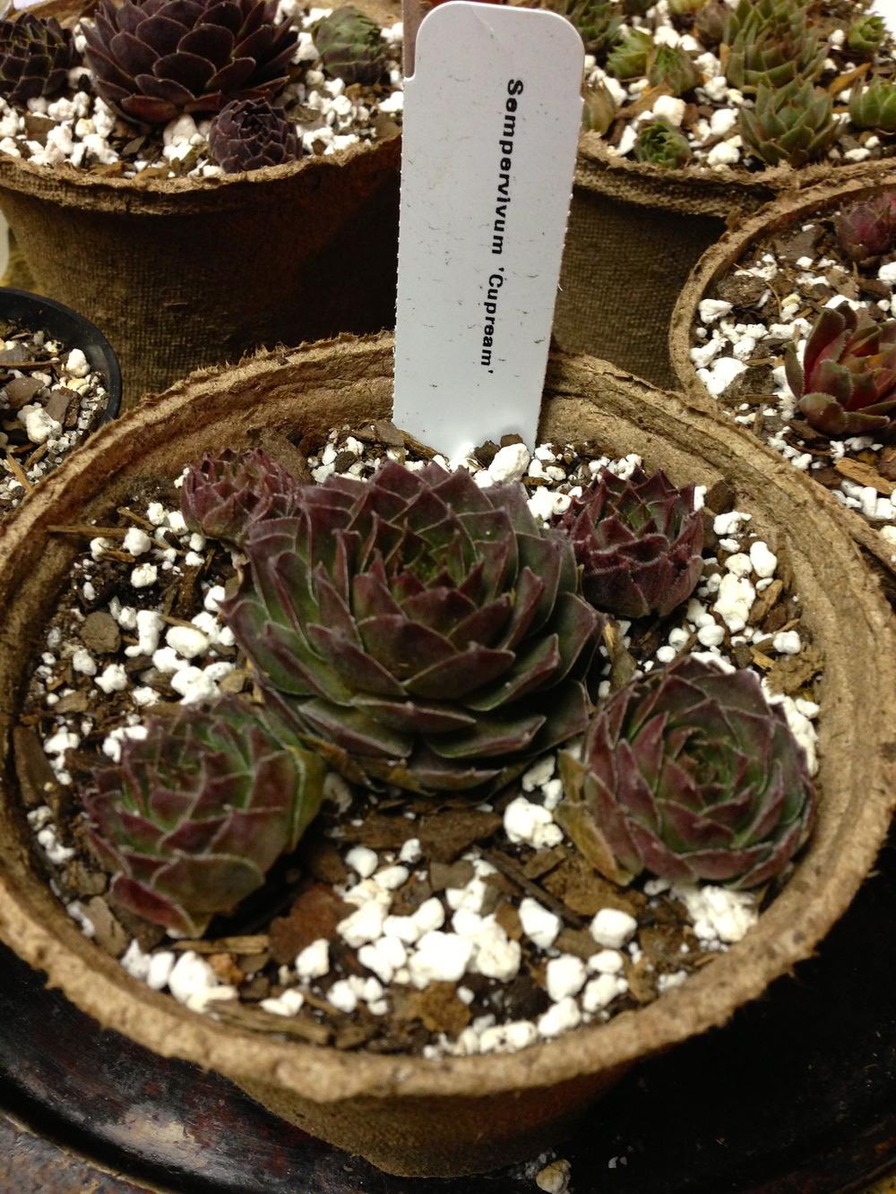 Photo of Hen and Chicks (Sempervivum 'Cupream') uploaded by serse