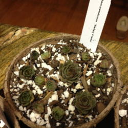 
Date: 2013-02-14
Newly arrived plants