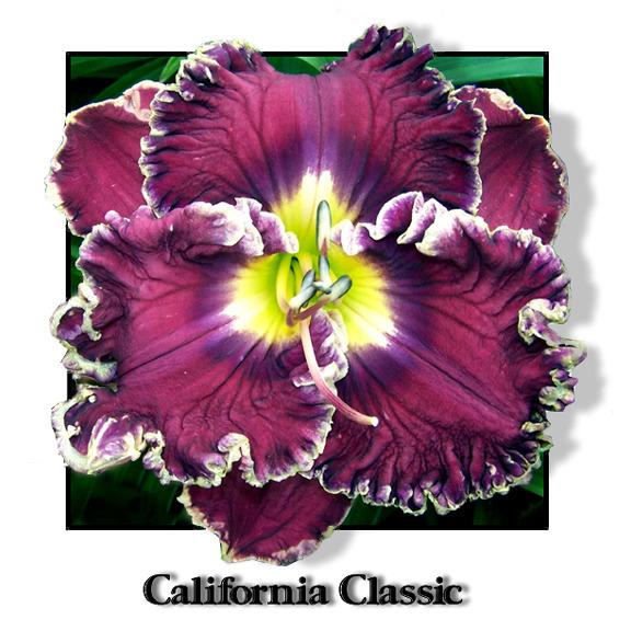Photo of Daylily (Hemerocallis 'California Classic') uploaded by Calif_Sue