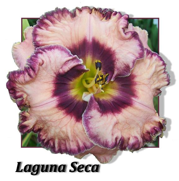 Photo of Daylily (Hemerocallis 'Laguna Seca') uploaded by Calif_Sue