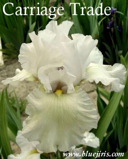 Photo of Tall Bearded Iris (Iris 'Carriage Trade') uploaded by Calif_Sue