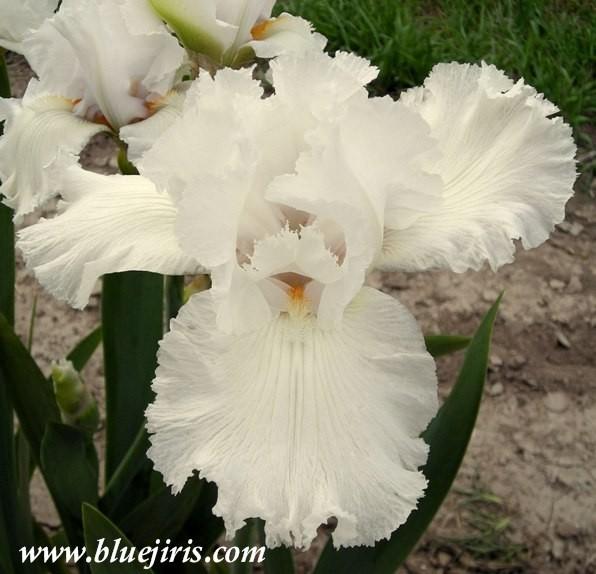 Photo of Tall Bearded Iris (Iris 'Carte Blanche') uploaded by Calif_Sue