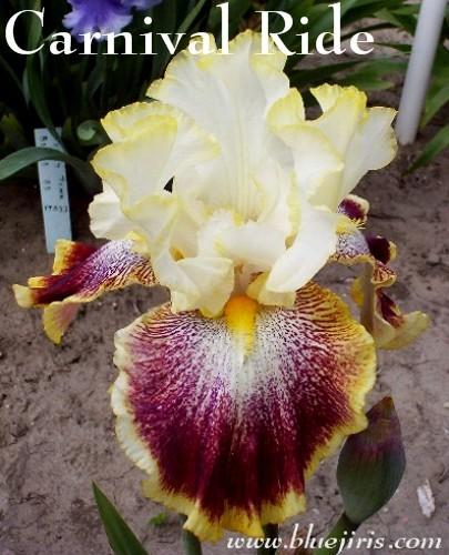 Photo of Tall Bearded Iris (Iris 'Carnival Ride') uploaded by Calif_Sue