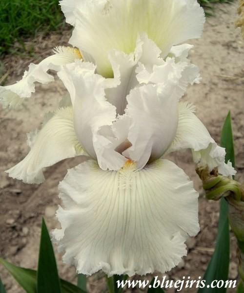Photo of Tall Bearded Iris (Iris 'Carte Blanche') uploaded by Calif_Sue