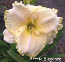 Photo of Daylily (Hemerocallis 'Arctic Elegance') uploaded by Calif_Sue