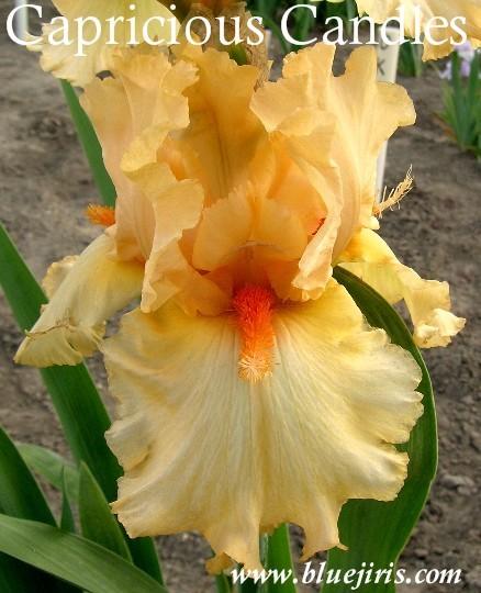 Photo of Tall Bearded Iris (Iris 'Capricious Candles') uploaded by Calif_Sue