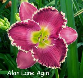 Photo of Daylily (Hemerocallis 'Alan Lane Agin') uploaded by Calif_Sue