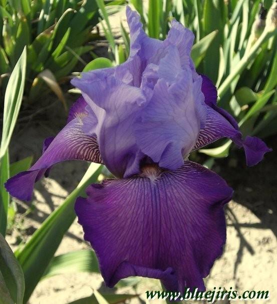 Photo of Tall Bearded Iris (Iris 'Carl and Sissy') uploaded by Calif_Sue