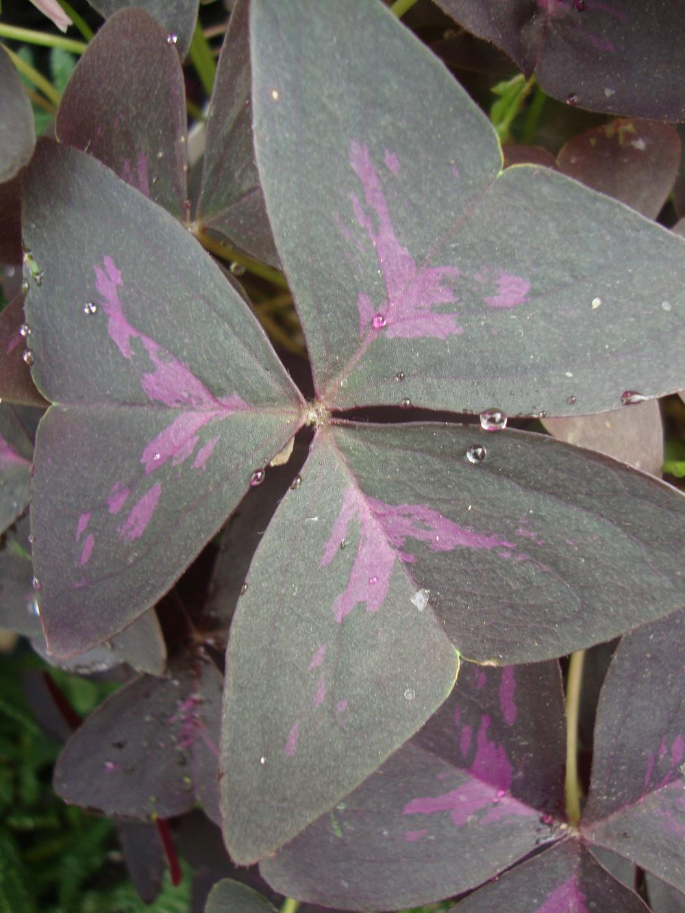 Photo of False Shamrock (Oxalis triangularis subsp. papilionaceae 'Atropurpurea') uploaded by Paul2032