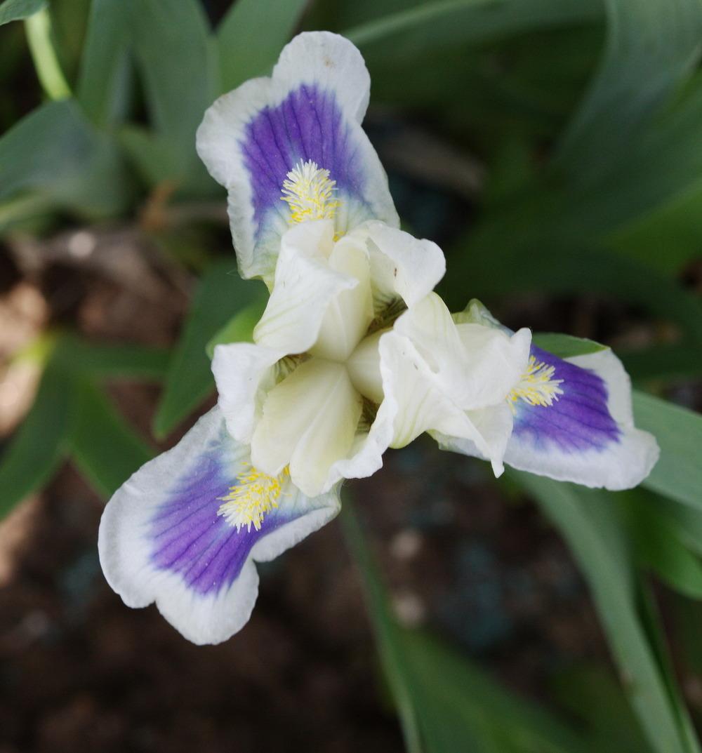 Photo of Miniature Dwarf Bearded Iris (Iris 'Self Evident') uploaded by eko123