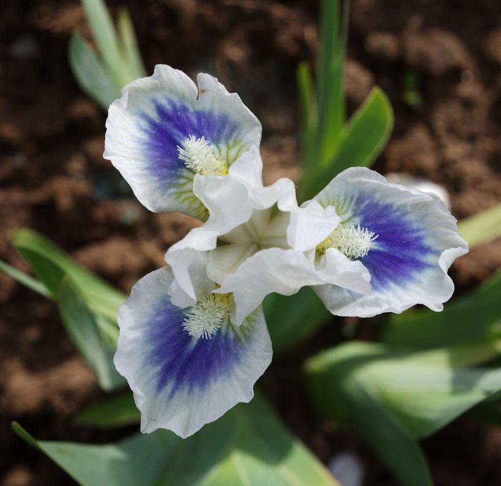Photo of Standard Dwarf Bearded Iris (Iris 'Gentle Grace') uploaded by eko123