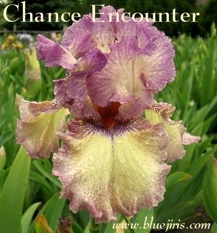 Photo of Tall Bearded Iris (Iris 'Chance Encounter') uploaded by Calif_Sue