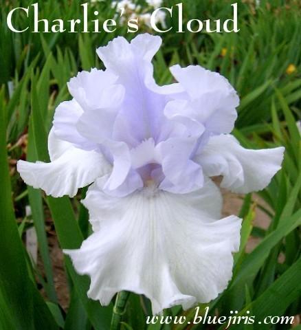 Photo of Tall Bearded Iris (Iris 'Charlie's Cloud') uploaded by Calif_Sue