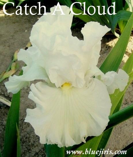 Photo of Tall Bearded Iris (Iris 'Catch a Cloud') uploaded by Calif_Sue