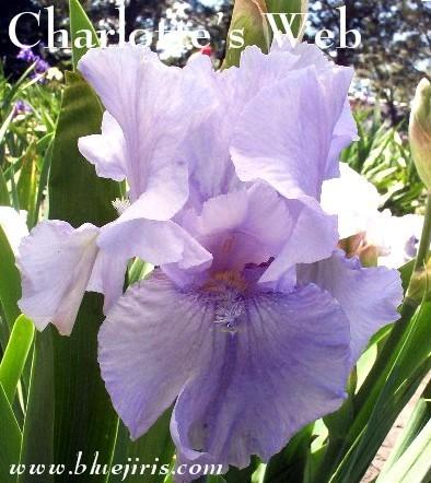 Photo of Tall Bearded Iris (Iris 'Charlotte's Web') uploaded by Calif_Sue