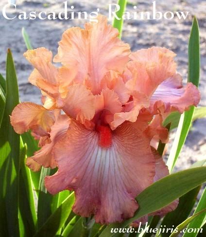 Photo of Border Bearded Iris (Iris 'Cascading Rainbow') uploaded by Calif_Sue