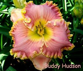 Photo of Daylily (Hemerocallis 'Buddy Hudson') uploaded by Calif_Sue