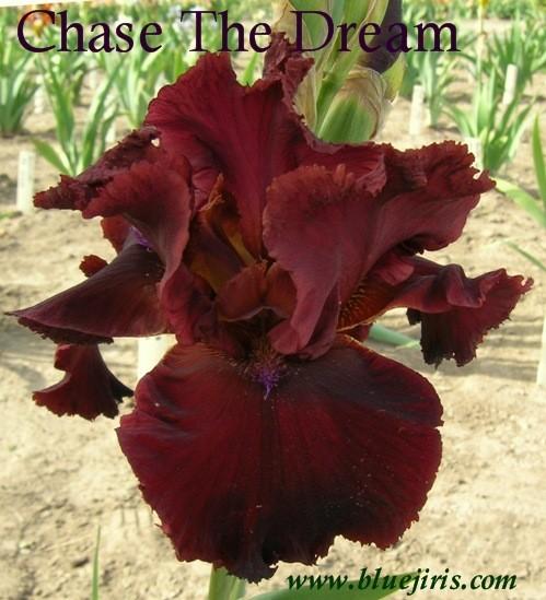 Photo of Tall Bearded Iris (Iris 'Chase the Dream') uploaded by Calif_Sue