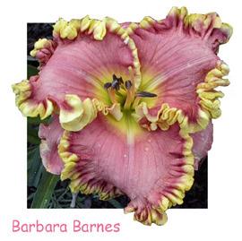 Photo of Daylily (Hemerocallis 'Barbara Barnes') uploaded by Calif_Sue