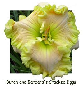 Photo of Daylily (Hemerocallis 'Butch and Barbara's Cracked Eggs') uploaded by Calif_Sue