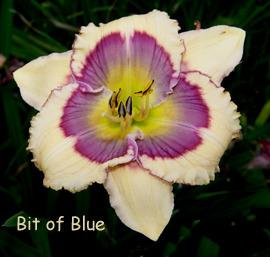 Photo of Daylily (Hemerocallis 'Bit of Blue') uploaded by Calif_Sue
