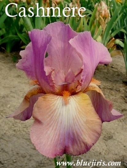 Photo of Tall Bearded Iris (Iris 'Cashmere') uploaded by Calif_Sue