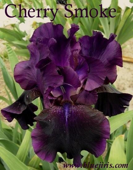 Photo of Tall Bearded Iris (Iris 'Cherry Smoke') uploaded by Calif_Sue
