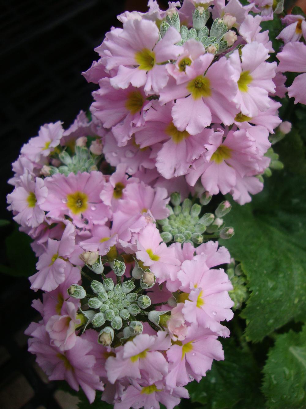Photo of Fairy Primrose (Primula malacoides) uploaded by Paul2032
