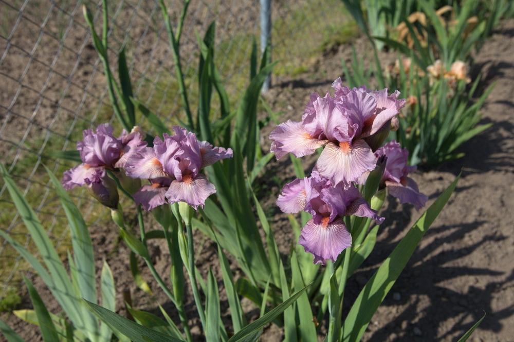Photo of Intermediate Bearded Iris (Iris 'Miss Mauve') uploaded by eko123