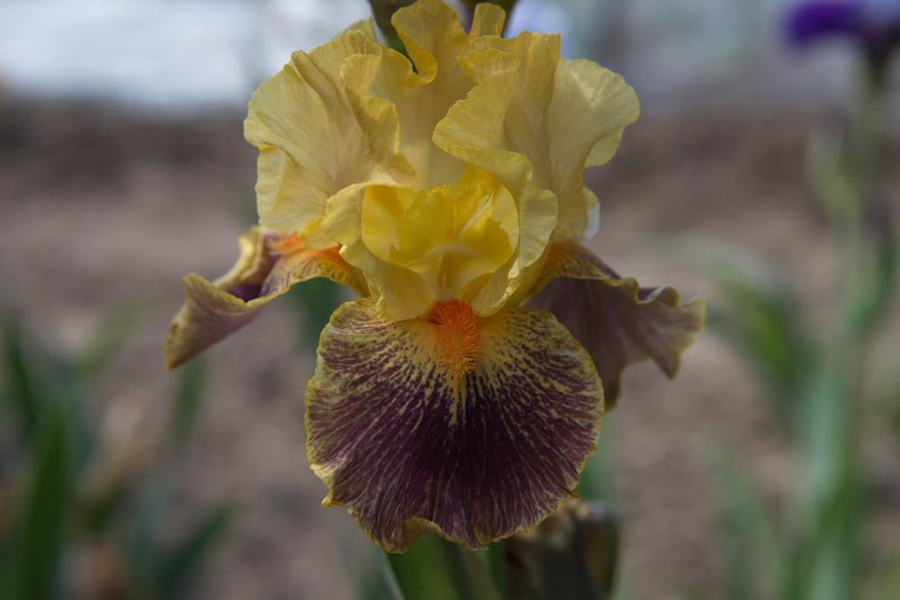 Photo of Intermediate Bearded Iris (Iris 'Delirium') uploaded by eko123