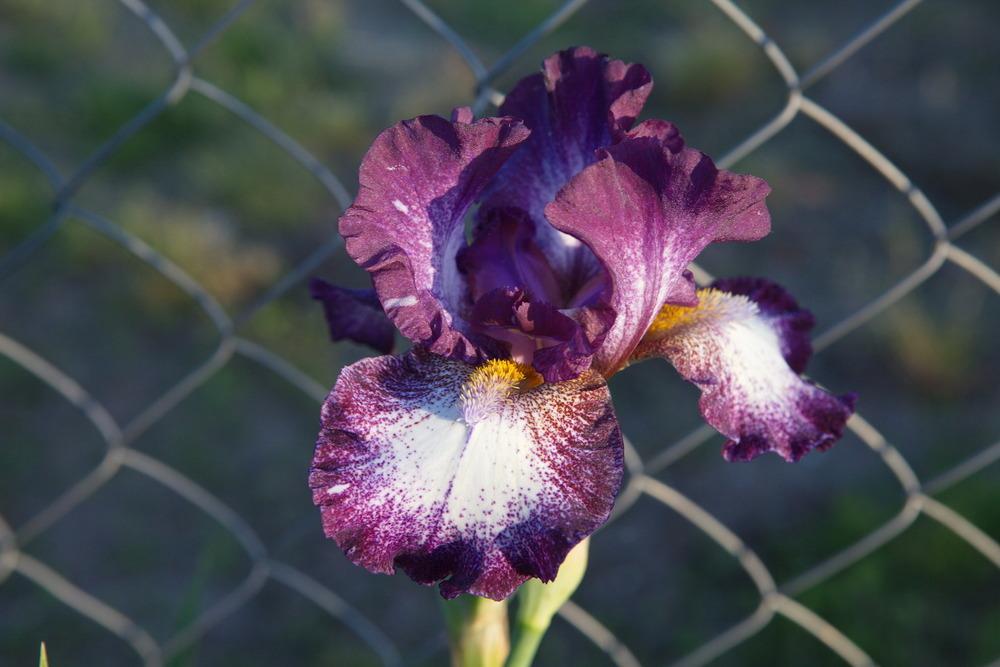 Photo of Intermediate Bearded Iris (Iris 'Prince of Burgundy') uploaded by eko123