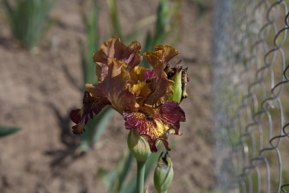Photo of Intermediate Bearded Iris (Iris 'Masked Bandit') uploaded by eko123