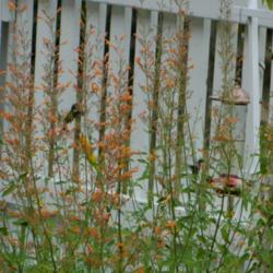 Location: Northeastern, Texas
Date: 2012-07-02
Hummingbirds visit  the blooming plants