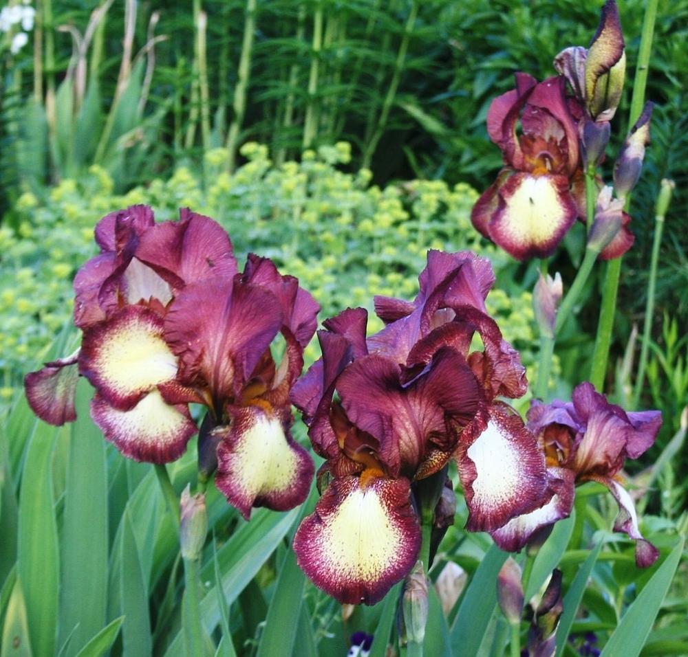 Photo of Tall Bearded Iris (Iris 'Crinoline') uploaded by 4susiesjoy