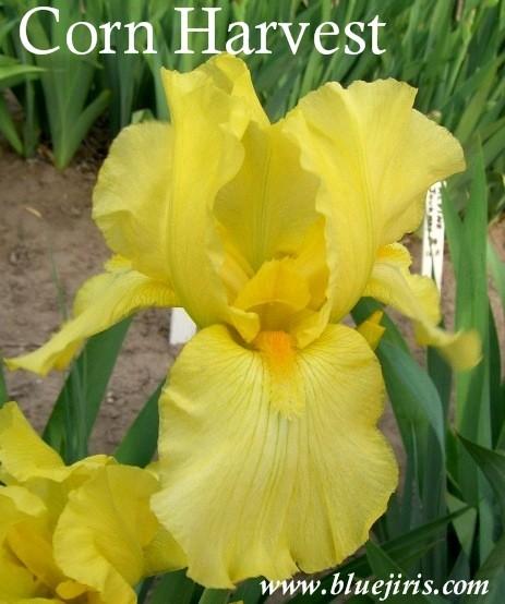 Photo of Tall Bearded Iris (Iris 'Corn Harvest') uploaded by Calif_Sue