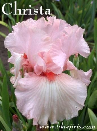 Photo of Tall Bearded Iris (Iris 'Christa') uploaded by Calif_Sue
