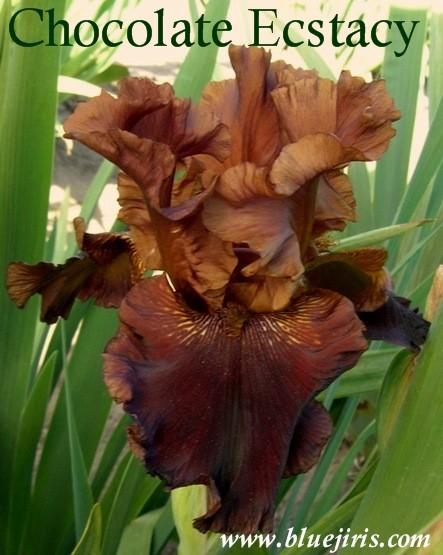 Photo of Tall Bearded Iris (Iris 'Chocolate Ecstasy') uploaded by Calif_Sue