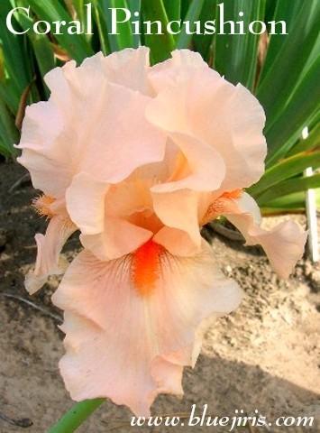 Photo of Tall Bearded Iris (Iris 'Coral Pincushion') uploaded by Calif_Sue
