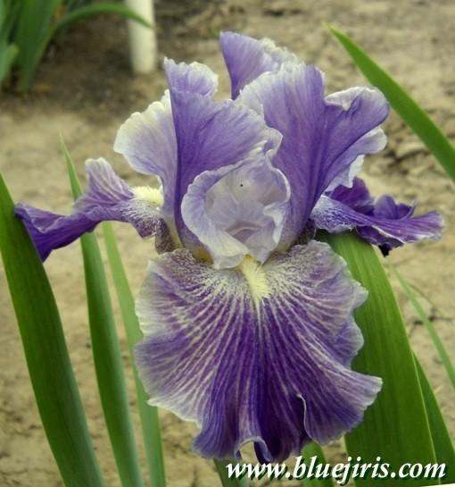 Photo of Tall Bearded Iris (Iris 'Daughter of Stars') uploaded by Calif_Sue