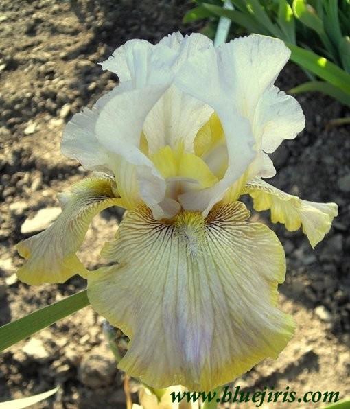 Photo of Tall Bearded Iris (Iris 'Crown of Thorns') uploaded by Calif_Sue