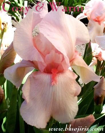 Photo of Tall Bearded Iris (Iris 'Cozy and Warm') uploaded by Calif_Sue