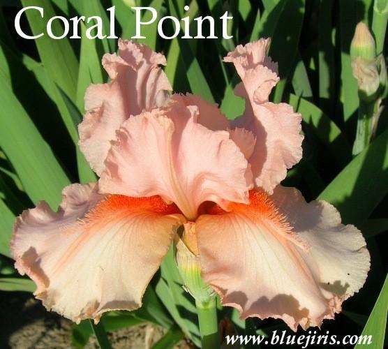 Photo of Tall Bearded Iris (Iris 'Coral Point') uploaded by Calif_Sue