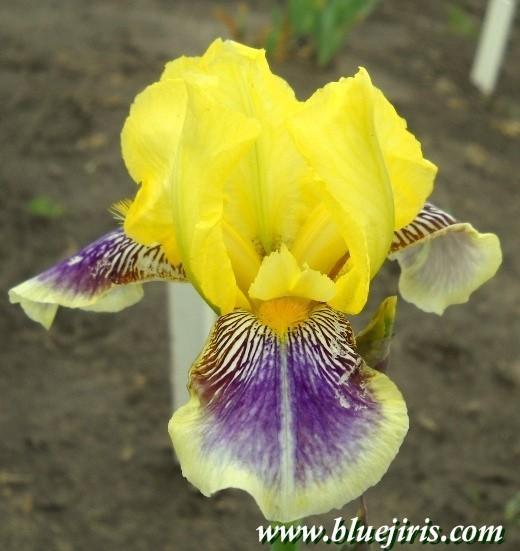 Photo of Standard Dwarf Bearded Iris (Iris 'Darius') uploaded by Calif_Sue