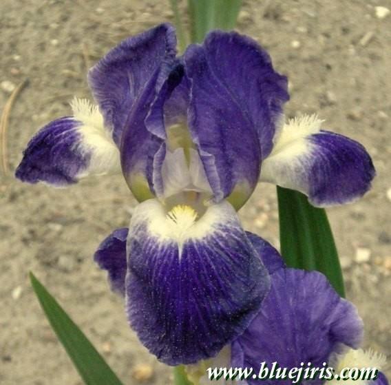 Photo of Standard Dwarf Bearded Iris (Iris 'Crystal Ship') uploaded by Calif_Sue