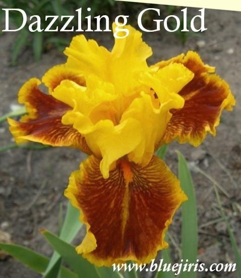 Photo of Tall Bearded Iris (Iris 'Dazzling Gold') uploaded by Calif_Sue