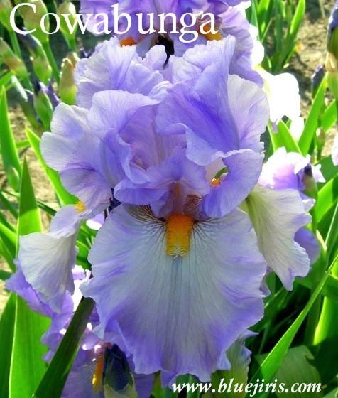 Photo of Tall Bearded Iris (Iris 'Cowabunga') uploaded by Calif_Sue